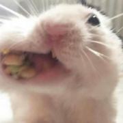 鸩茗头像