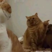 Aino头像
